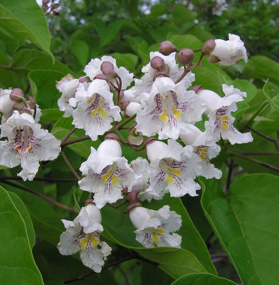Pépinières Français PF_CATALPA-bi CATALPA bignonioïdes / Catalpa