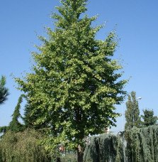 Pépinières Français PF_GINKGO-bil GINKGO biloba / Arbre aux 40 écus
