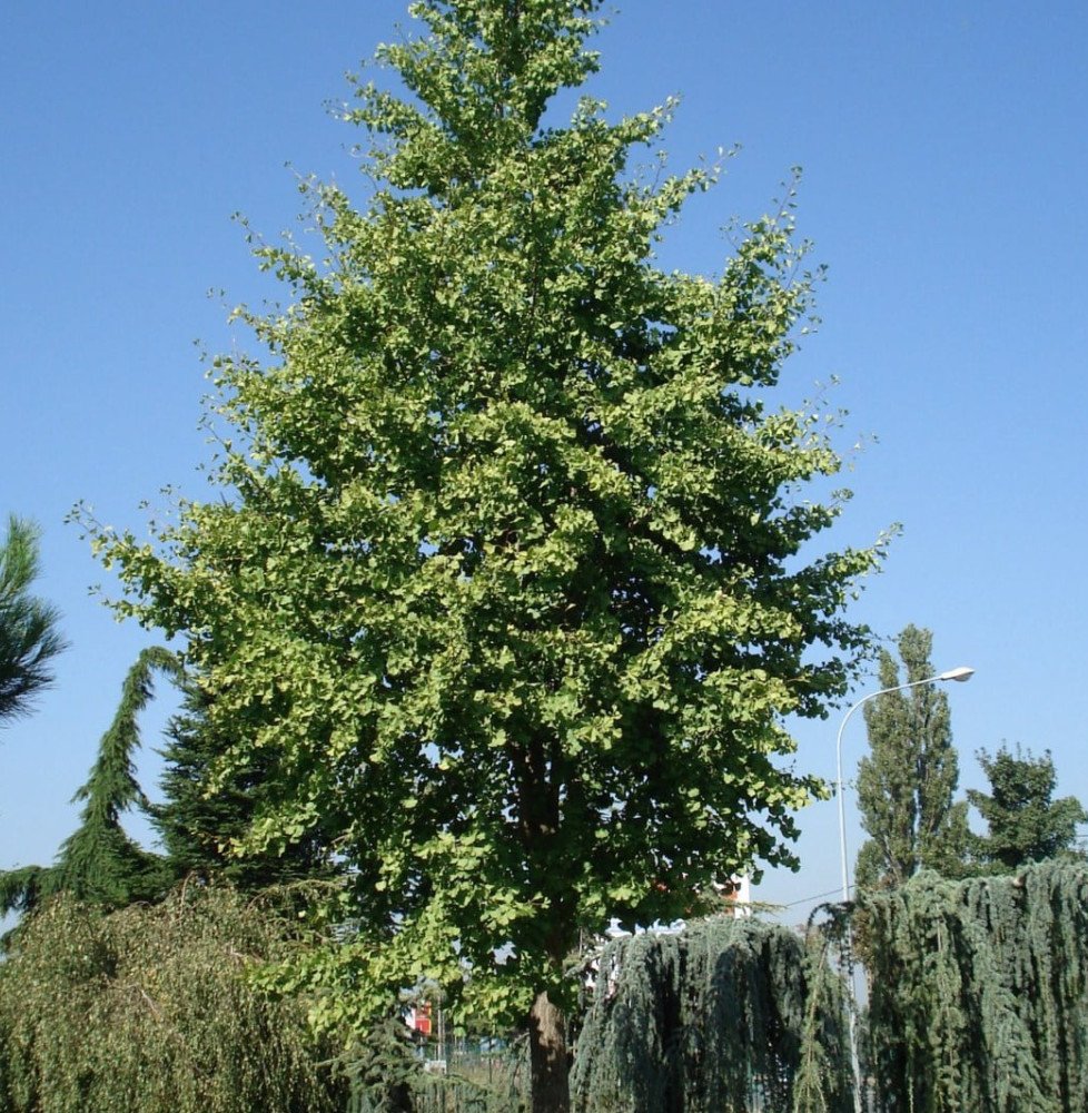 Pépinières Français PF_GINKGO-bil GINKGO biloba / Arbre aux 40 écus