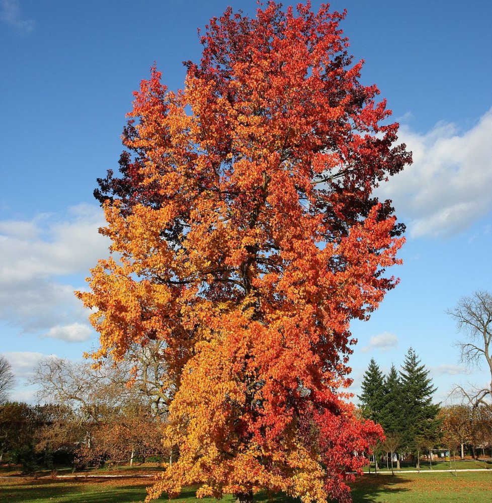 Pépinières Français PF_LIQUIDAMBA LIQUIDAMBAR styraciflua / Copalme d'Amérique