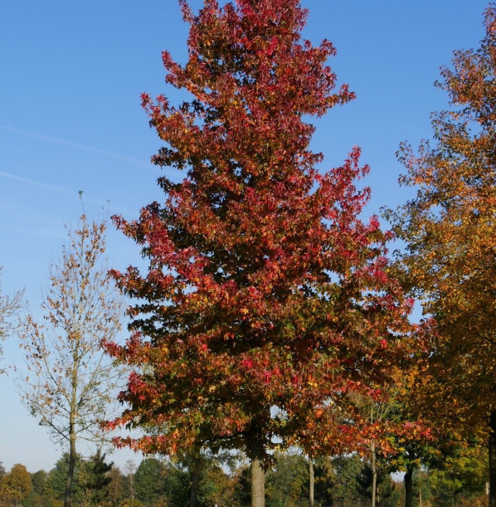 Pépinières Français PF_LIQUIDAMBA LIQUIDAMBAR styraciflua / Copalme d'Amérique