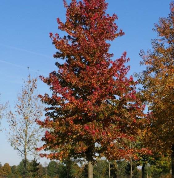 Pépinières Français PF_LIQUIDAMBA LIQUIDAMBAR styraciflua / Copalme d'Amérique
