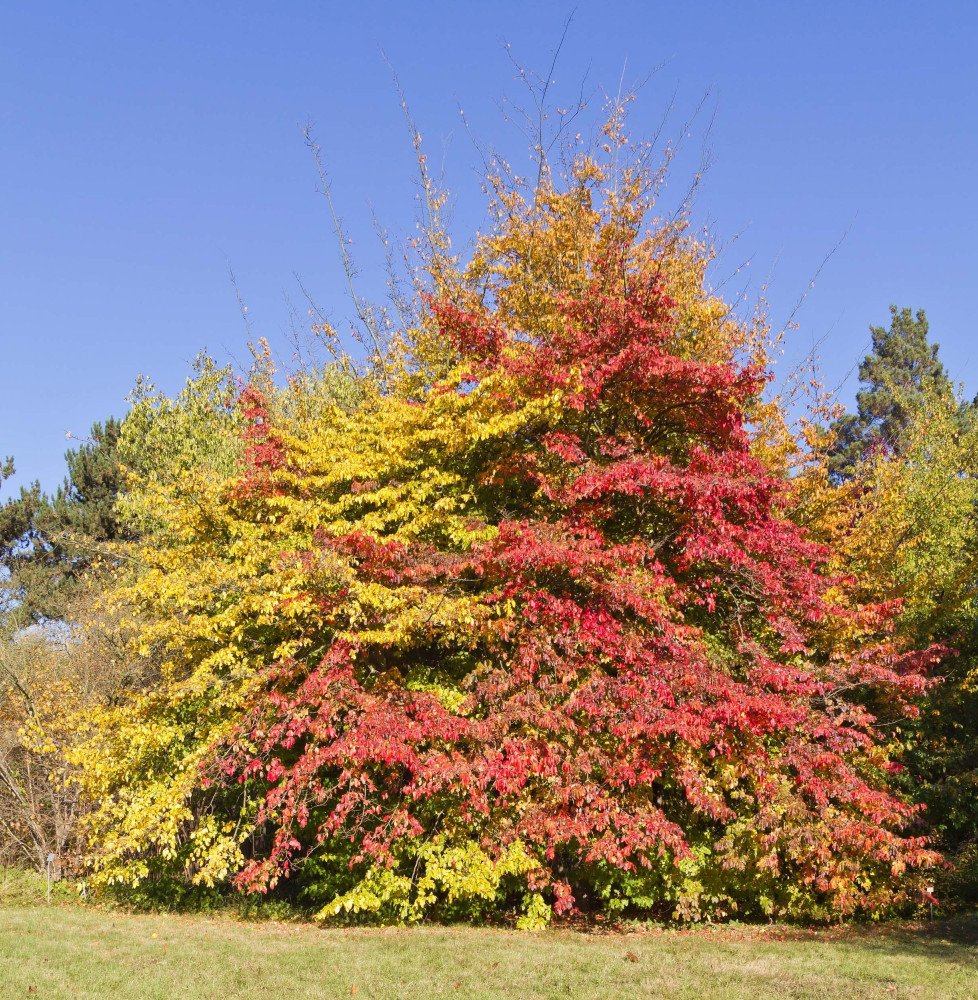 Pépinières Français PF_PARROTIA-p PARROTIA persica / Arbre de fer