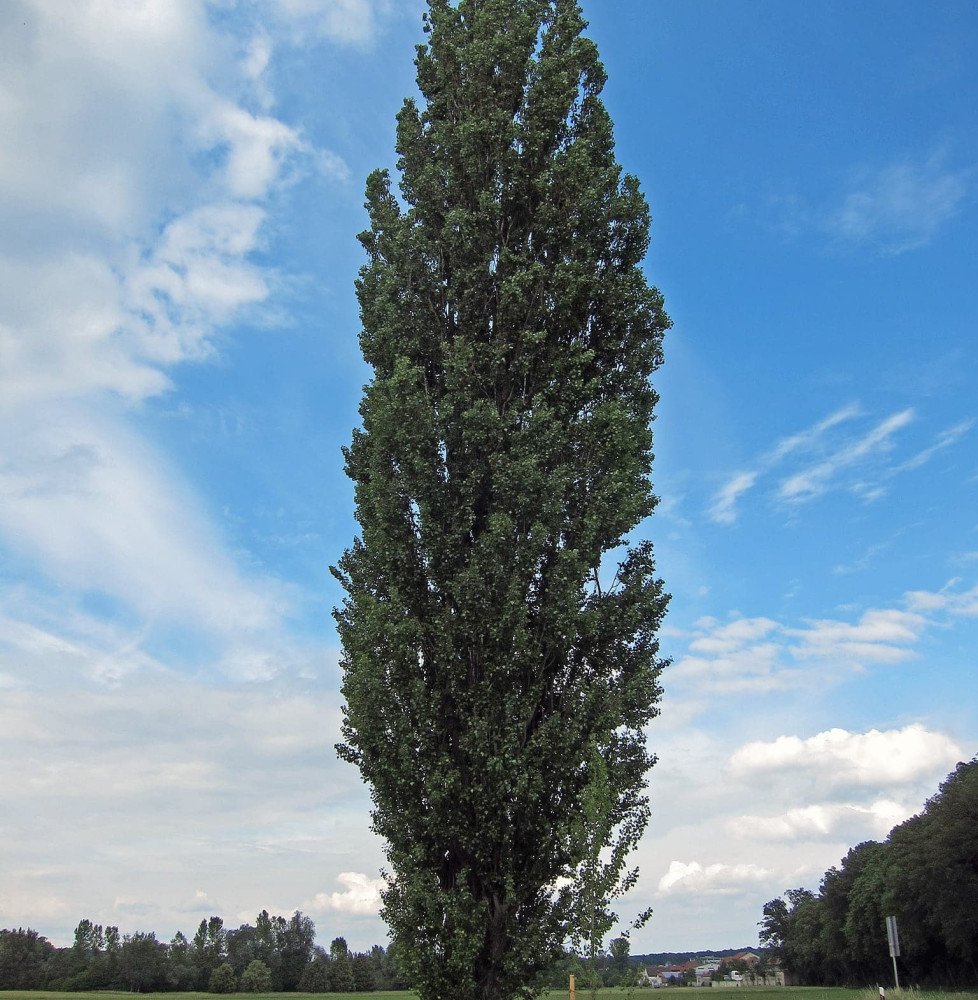 Pépinières Français PF_POPULUS-ni POPULUS nigra ‘Italica’ / Peuplier d'Italie