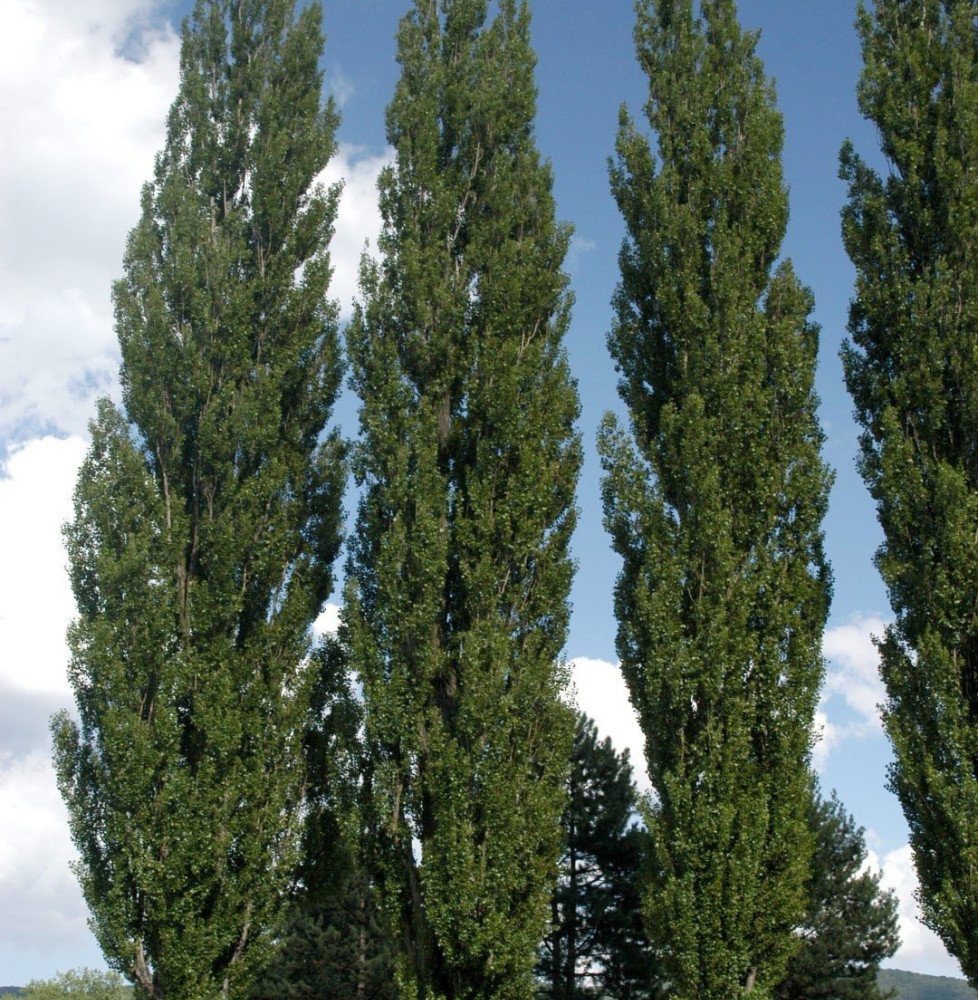 Pépinières Français PF_POPULUS-ni POPULUS nigra ‘Italica’ / Peuplier d'Italie