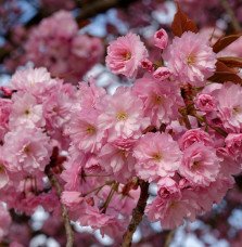 Pépinières Français PF_PRUNUS-ser0 PRUNUS serrulata ‘Kanzan’ / Cerisier du Japon 'Kanzan'