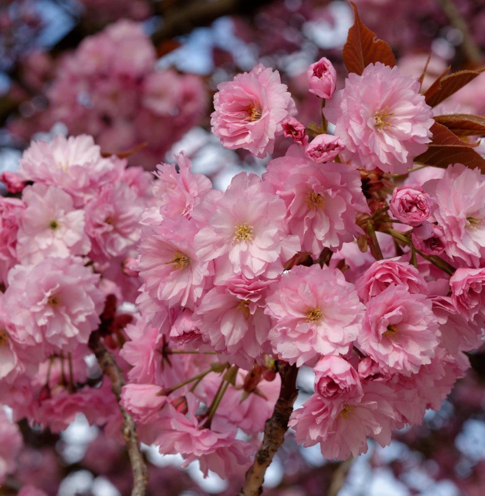 Pépinières Français PF_PRUNUS-ser0 PRUNUS serrulata ‘Kanzan’ / Cerisier du Japon 'Kanzan'