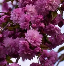 Pépinières Français PF_PRUNUS-ser1 PRUNUS serrulata ‘Kiku-Shidare-Zakura’ / Cerisier du Japon pleureur