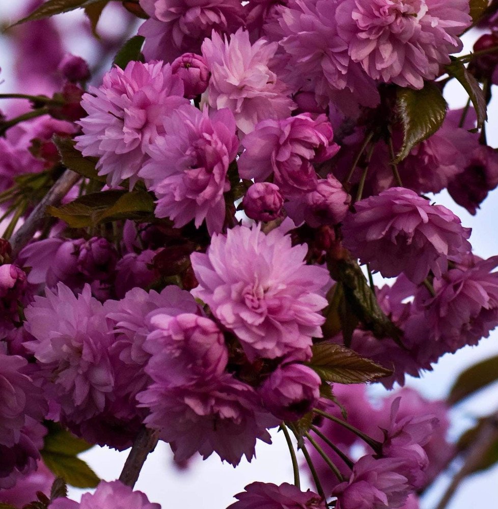 Pépinières Français PF_PRUNUS-ser1 PRUNUS serrulata ‘Kiku-Shidare-Zakura’ / Cerisier du Japon pleureur