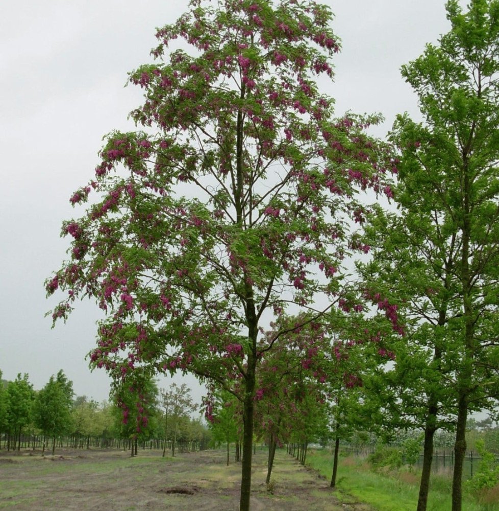 Pépinières Français PF_ROBINIA-x ROBINIA x margaretta casque rouge ® ‘Flemor’ / Acacia Rouge
