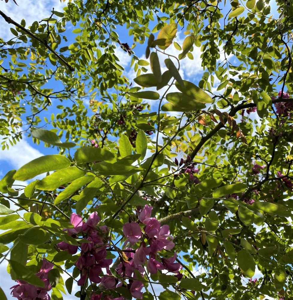 Pépinières Français PF_ROBINIA-x ROBINIA x margaretta casque rouge ® ‘Flemor’ / Acacia Rouge