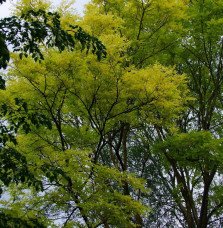 Pépinières Français PF_ROBINIA-ps9 ROBINIA pseudoacacia ‘Frisia’ / Acacia doré