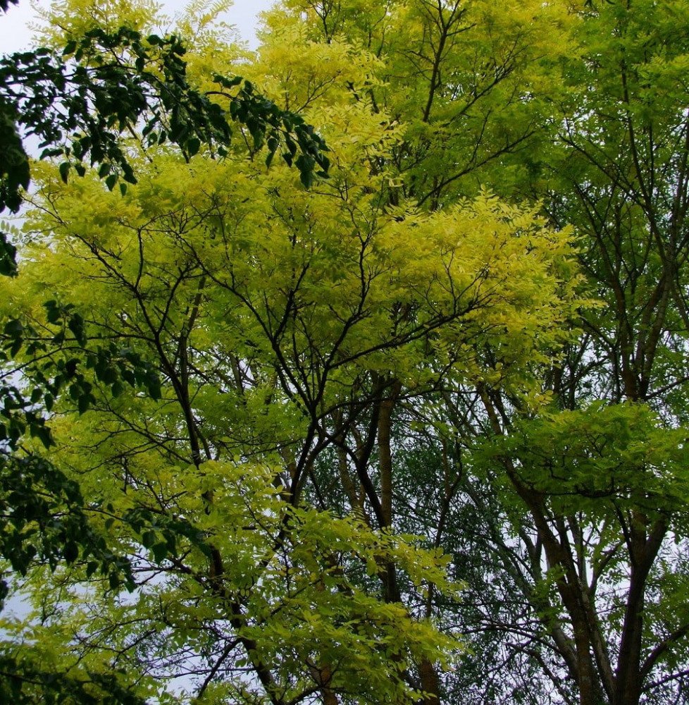 Pépinières Français PF_ROBINIA-ps9 ROBINIA pseudoacacia ‘Frisia’ / Acacia doré