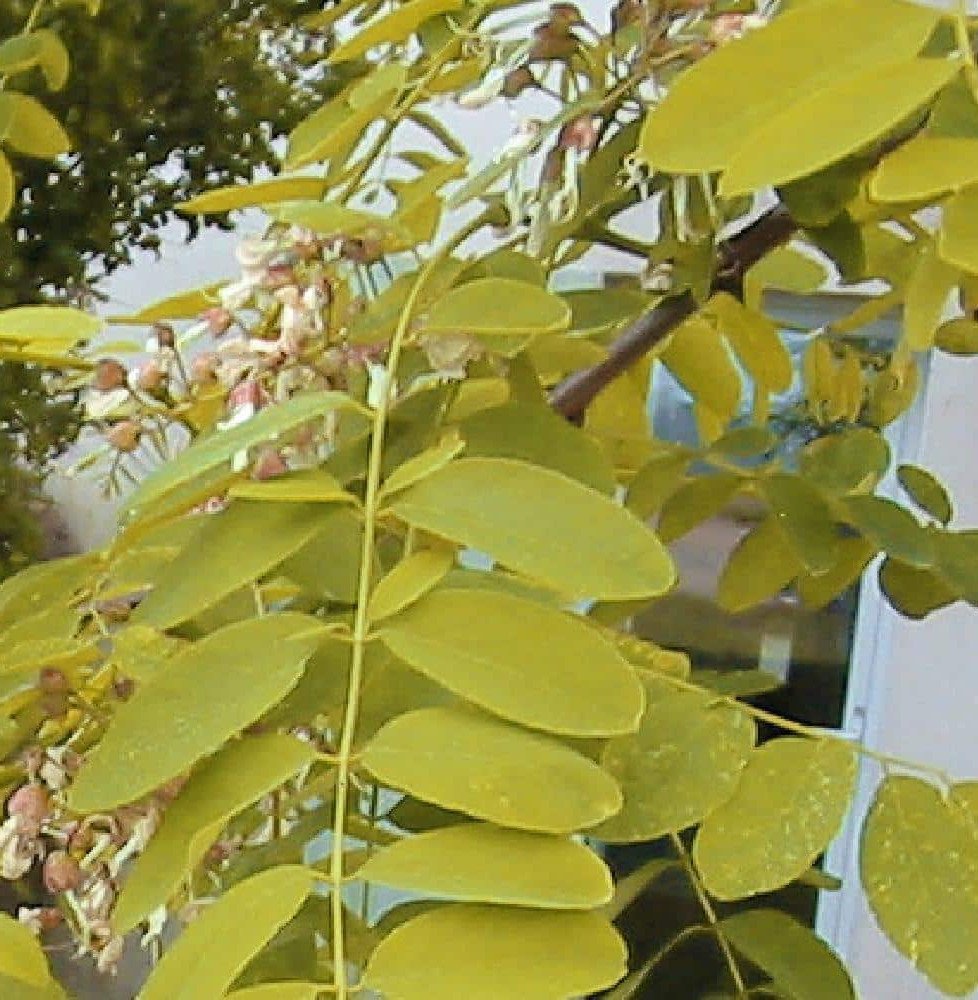 Pépinières Français PF_ROBINIA-ps9 ROBINIA pseudoacacia ‘Frisia’ / Acacia doré