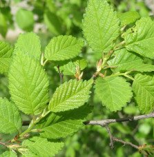 Pépinières Français PF_ULMUS-resi ULMUS resista ® ‘Sapporo Gold’ / Orme
