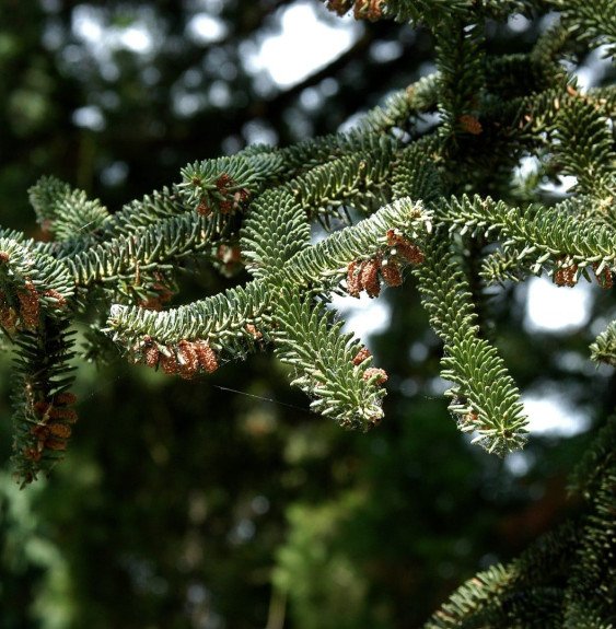 Pépinières Français PF_ABIES-pins ABIES pinsapo / Sapin d'Espagne
