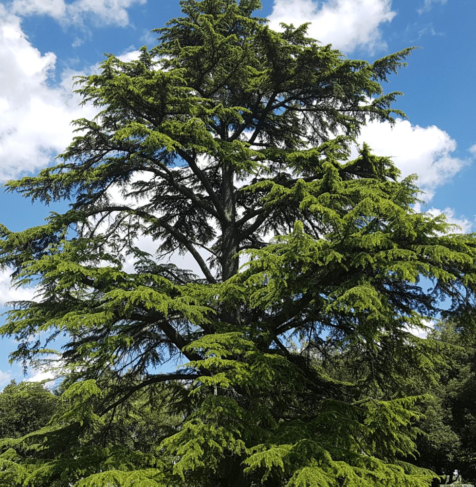 Pépinières Français PF_CEDRUS-deo CEDRUS deodara ‘Aurea’ / Cèdre de l'Himalaya doré