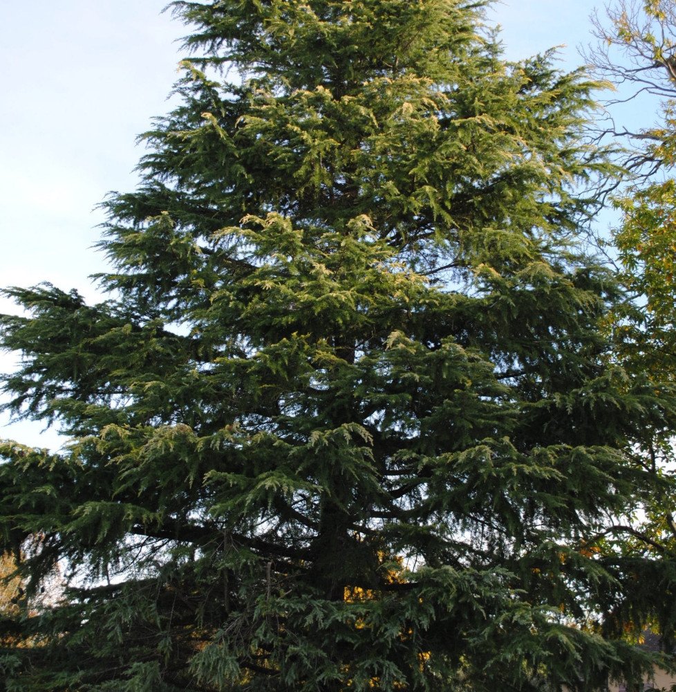 Pépinières Français PF_CEDRUS-deo CEDRUS deodara ‘Aurea’ / Cèdre de l'Himalaya doré