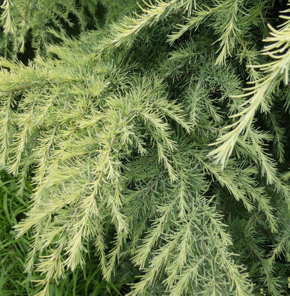Pépinières Français PF_CEDRUS-deo CEDRUS deodara ‘Aurea’ / Cèdre de l'Himalaya doré