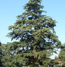 Pépinières Français PF_CEDRUS-deo10 CEDRUS deodora  / Cèdre de l'Himalaya