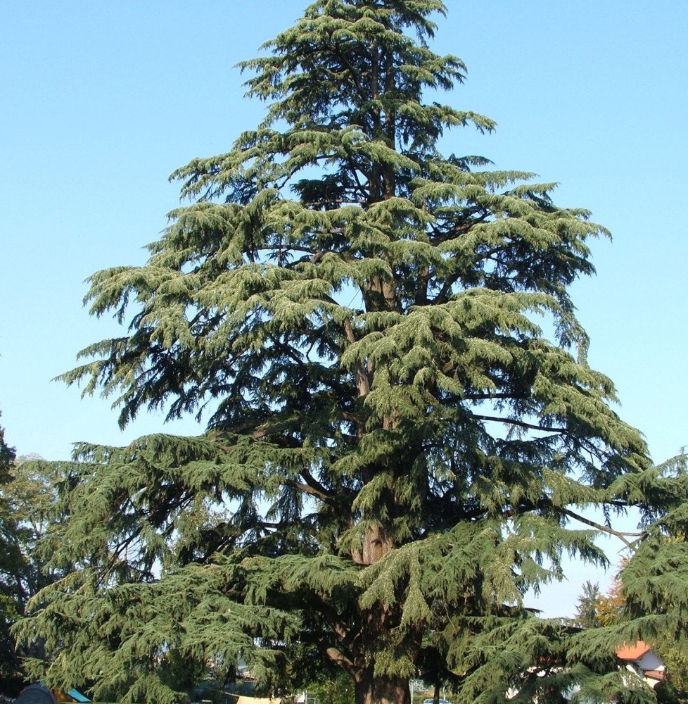 Pépinières Français PF_CEDRUS-deo10 CEDRUS deodora  / Cèdre de l'Himalaya