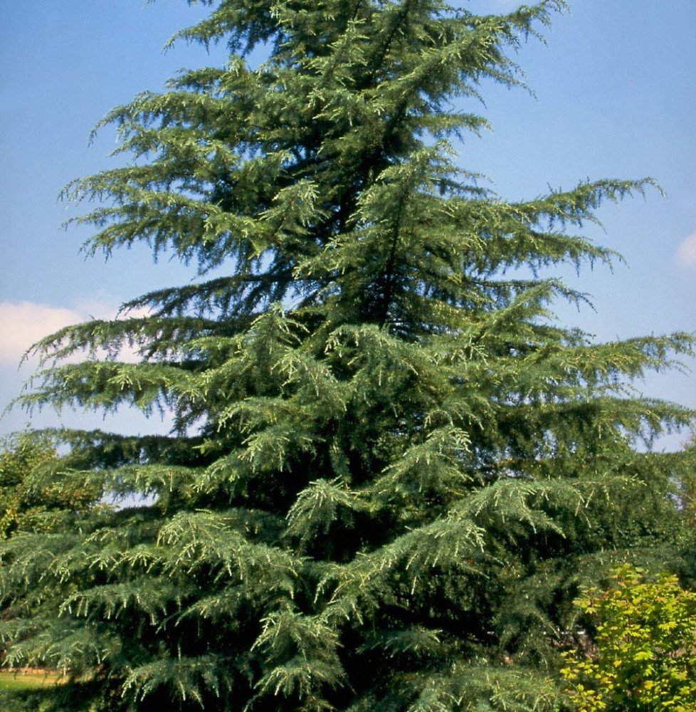 Pépinières Français PF_CEDRUS-deo10 CEDRUS deodora  / Cèdre de l'Himalaya