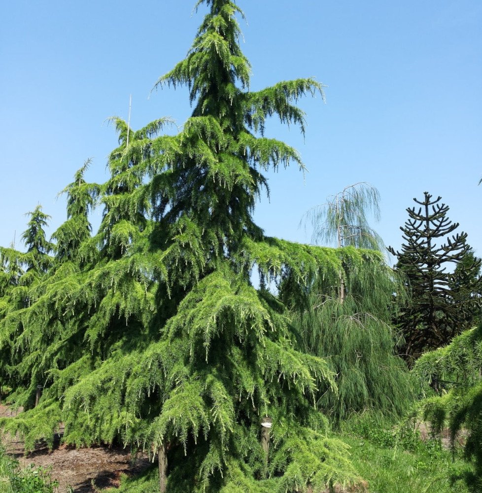 Pépinières Français PF_CEDRUS-deo10 CEDRUS deodora  / Cèdre de l'Himalaya