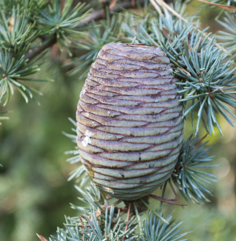 Pépinières Français PF_Cedrus-lib9 Cedrus libani atlantica 'Fastigiata' / Cèdre de l'Atlas fastigié