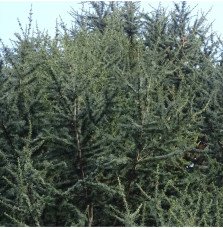 Pépinières Français PF_Cedrus-lib9 Cedrus libani atlantica 'Fastigiata' / Cèdre de l'Atlas fastigié