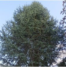 Pépinières Français PF_Cedrus-lib9 Cedrus libani atlantica 'Fastigiata' / Cèdre de l'Atlas fastigié