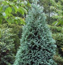 Pépinières Français PF_CHAMAECYPA90 CHAMAECYPARIS lawsoniana ‘Alumii’ / Cyprès de Lawson 'Alumii'
