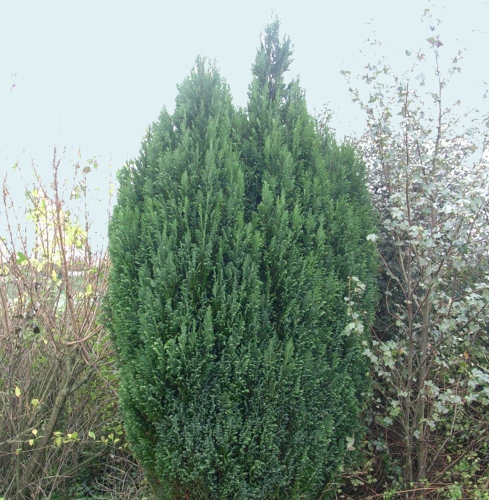Pépinières Français PF_CHAMAECYPA2 CHAMAECYPARIS lawsoniana ‘Ellwoodii’ / Cyprès de Lawson 'Elwoodii'