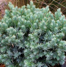 Pépinières Français PF_JUNIPERUS60 JUNIPERUS squamata ‘Blue Star’ / Genévrier écailleux 'Blue Star'