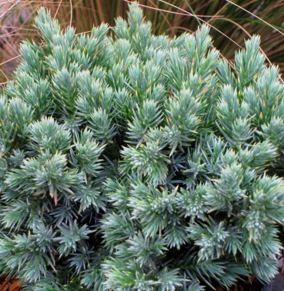 Pépinières Français PF_JUNIPERUS60 JUNIPERUS squamata ‘Blue Star’ / Genévrier écailleux 'Blue Star'