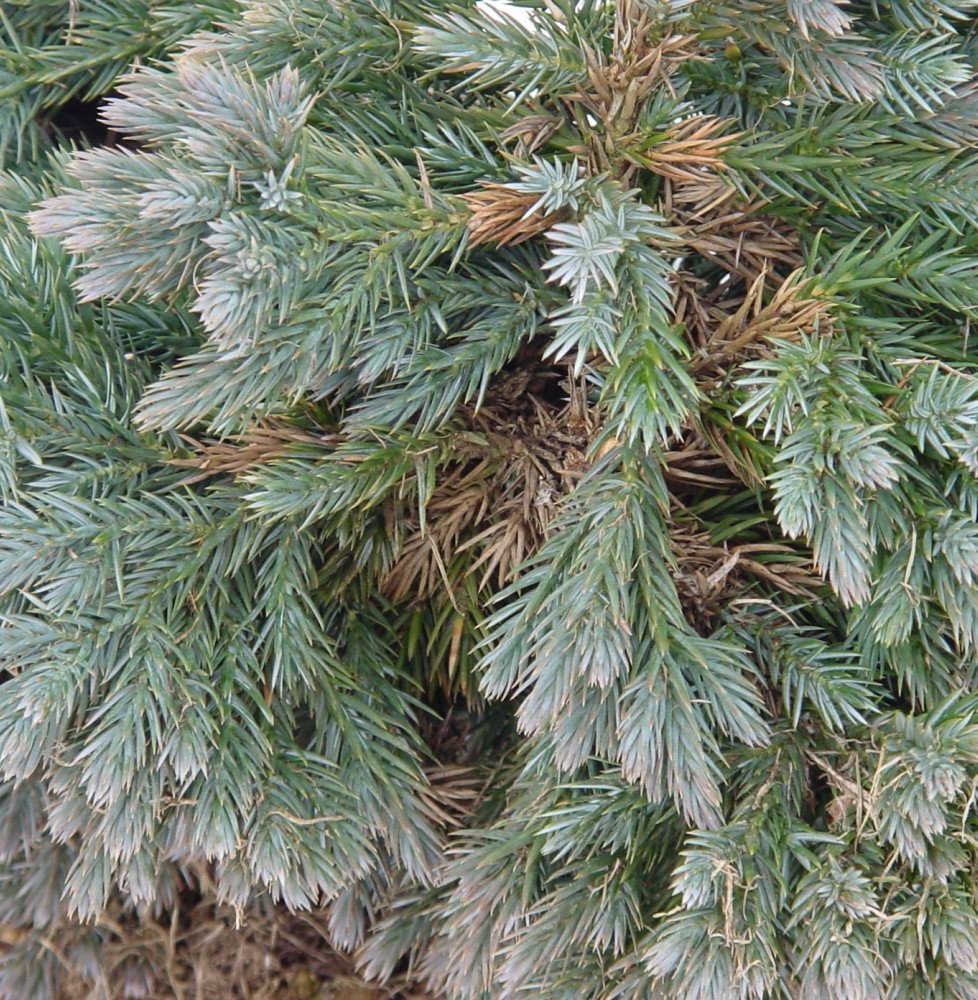 Pépinières Français PF_JUNIPERUS60 JUNIPERUS squamata ‘Blue Star’ / Genévrier écailleux 'Blue Star'