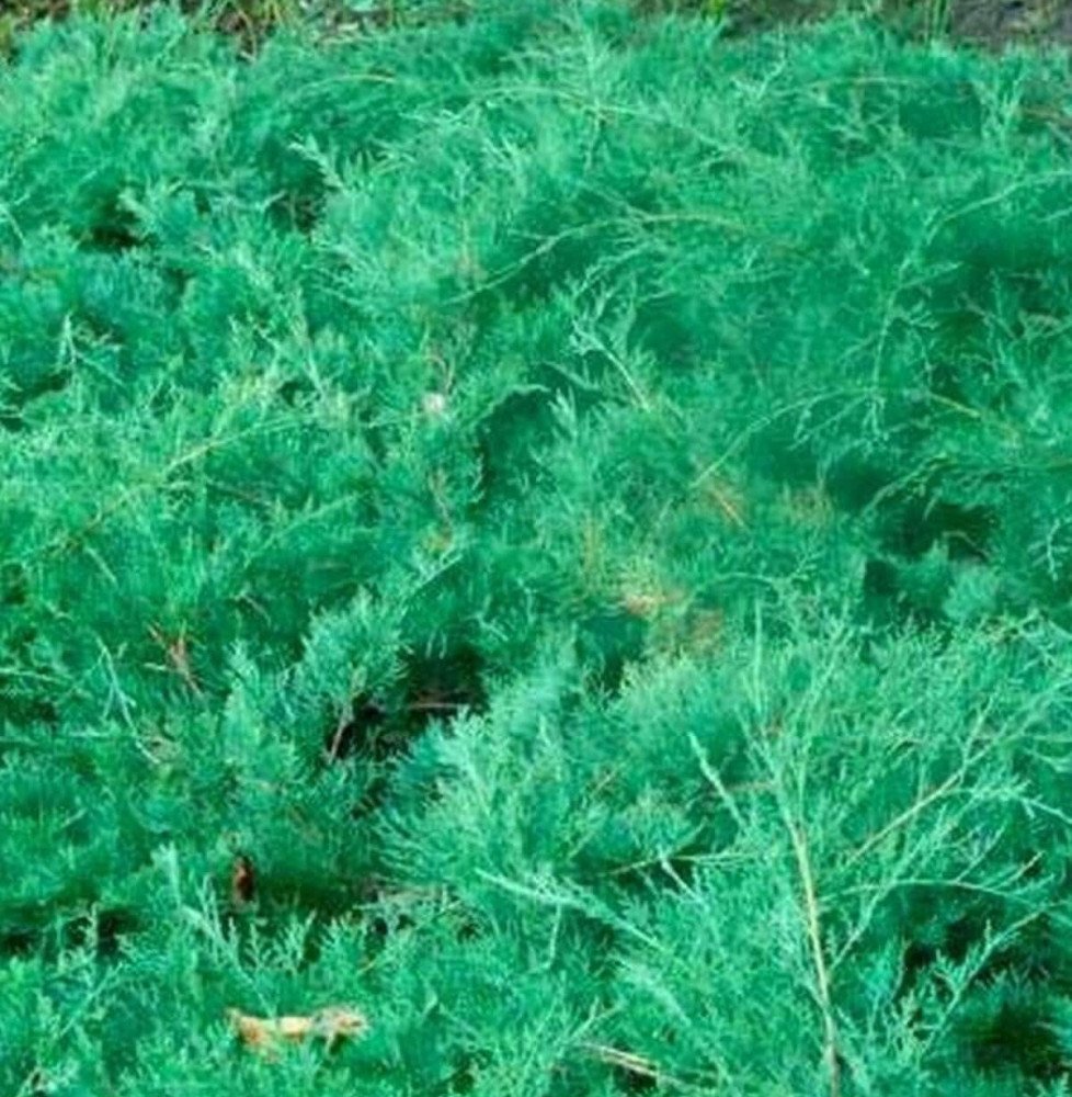 Pépinières Français PF_JUNIPERUS9 JUNIPERUS virginiana ‘Grey Owl’  / Genévrier de Virginie 'Grey Owl'