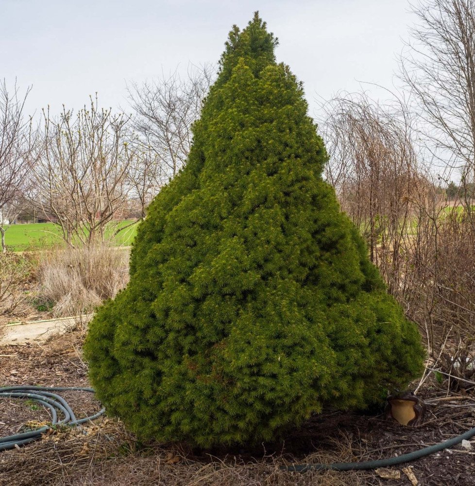 Pépinières Français PF_PICEA-glau PICEA glauca ‘Conica’ / Sapinette blanche, Epinette blanche 'Conica'
