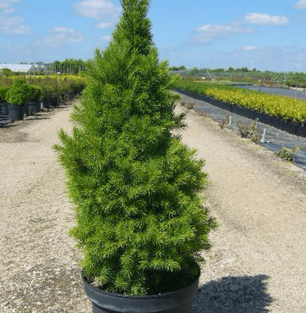 Pépinières Français PF_PICEA-glau PICEA glauca ‘Conica’ / Sapinette blanche, Epinette blanche 'Conica'