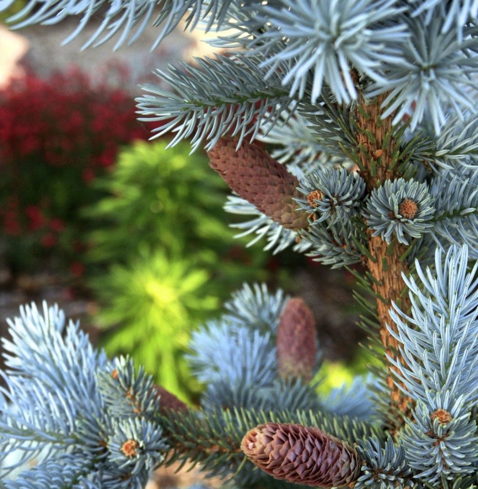 Pépinières Français PF_PICEA-pung PICEA pungens ‘Glauca Globosa’ / Sapin bleu, Epicéa du Colorado 'Glauca Globosa'