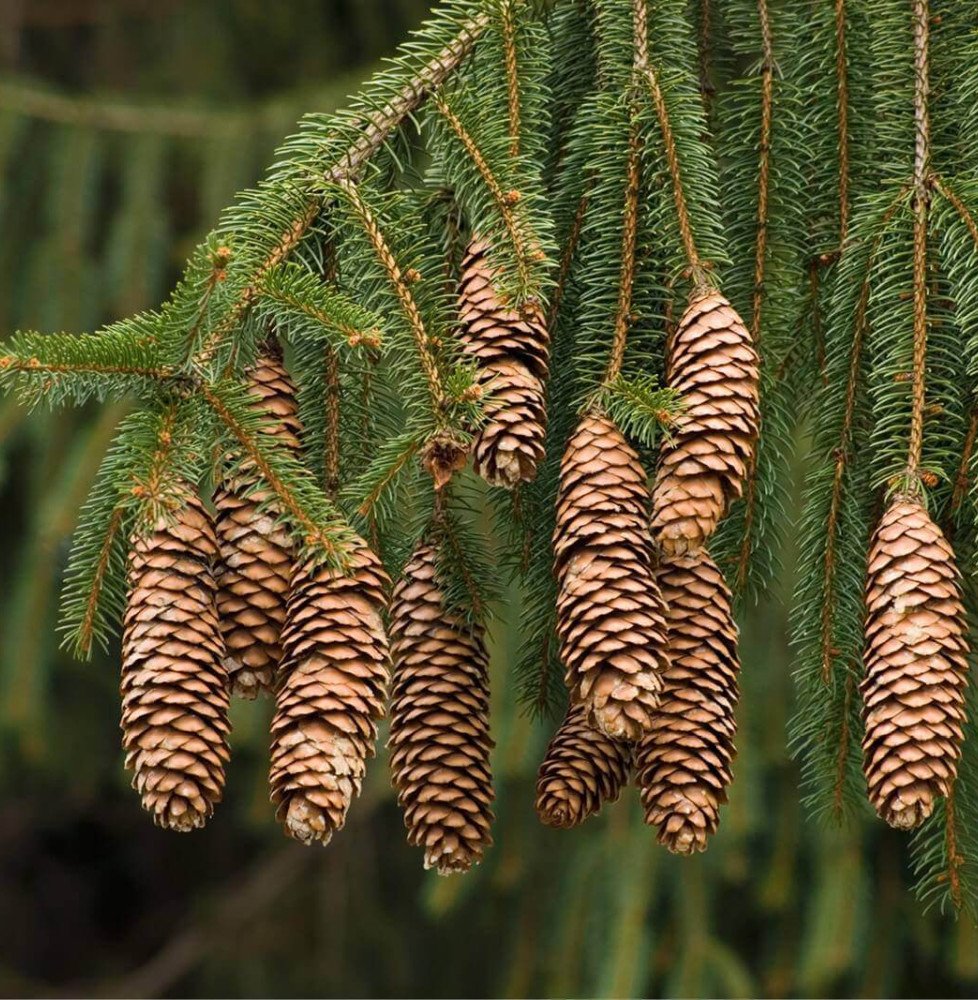 Pépinières Français PF_PICEA-abie PICEA abies  / Epicéa commun