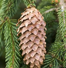 Pépinières Français PF_PICEA-abie PICEA abies  / Epicéa commun