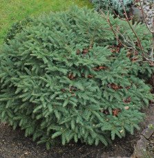 Pépinières Français PF_PICEA-abie0 PICEA abies ‘Nidiformis’  / Picea abies 'Nidiformis'