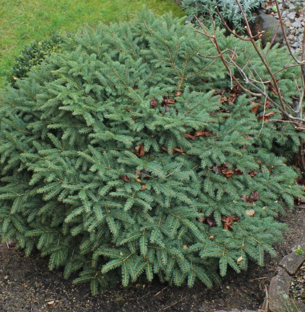 Pépinières Français PF_PICEA-abie0 PICEA abies ‘Nidiformis’  / Picea abies 'Nidiformis'