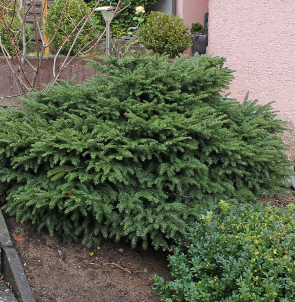 Pépinières Français PF_PICEA-abie0 PICEA abies ‘Nidiformis’  / Picea abies 'Nidiformis'
