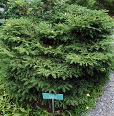 Pépinières Français PF_PICEA-abie0 PICEA abies ‘Nidiformis’  / Picea abies 'Nidiformis'