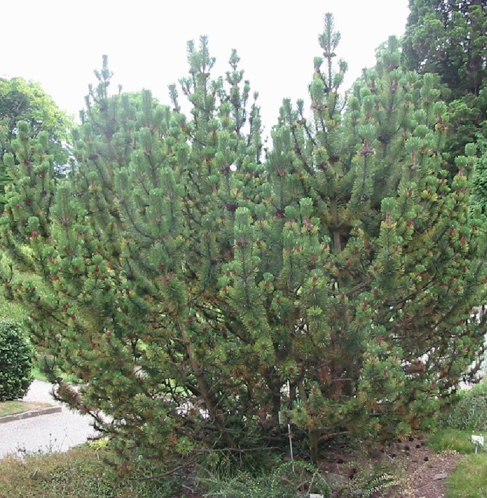 Pépinières Français PF_PINUS-mugo PINUS mugo 'Mughus' / Pin de montagne 'Mughus'