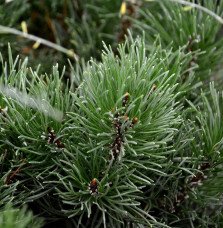Pépinières Français PF_PINUS-mugo PINUS mugo 'Mughus' / Pin de montagne 'Mughus'