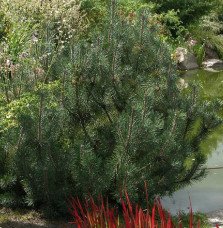 Pépinières Français PF_PINUS-mugo PINUS mugo 'Mughus' / Pin de montagne 'Mughus'