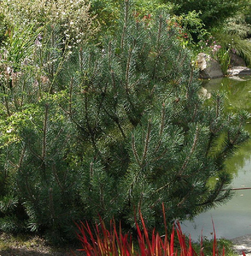 Pépinières Français PF_PINUS-mugo PINUS mugo 'Mughus' / Pin de montagne 'Mughus'