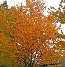 Pépinières Français PF_CERCIDIPHY CERCIDIPHYLLUM japonicum / Arbre à caramel